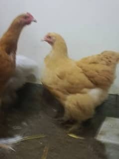 Golden heavy buff male and female for sale 5 pieces age 4-6