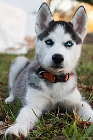 Husky