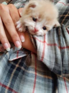 3 male Persian kittens