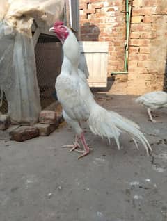 heera white aseel