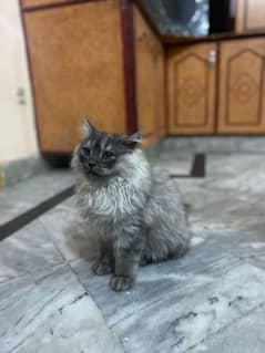 triple coat Persian male