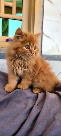 Persian  triple coat cat, 41 days age