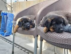 German shepherd puppies pair for sale