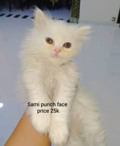 Persian punch face cats