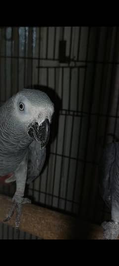 African Grey Parrot Breeder Pairs