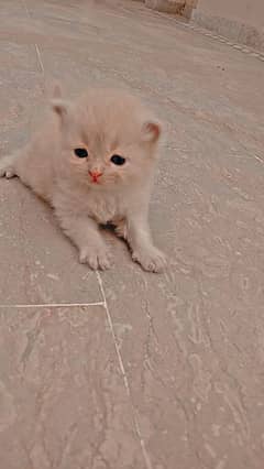 Baby's Persian cat in brown and white color available