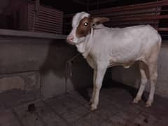 Gulabi bachri with cow