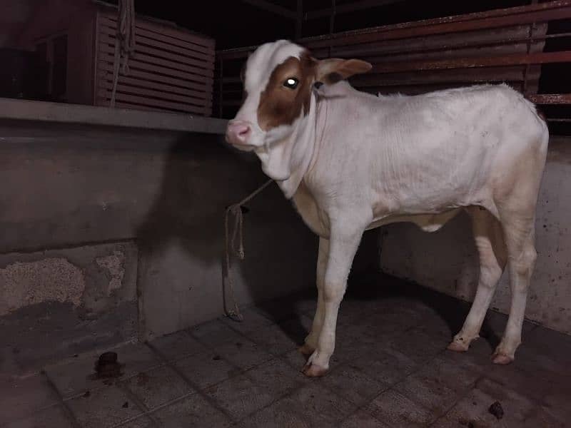 Gulabi bachri with cow 0