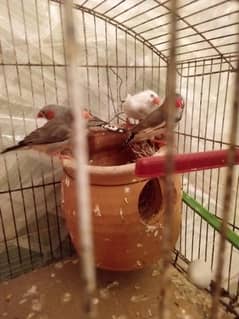 for sale finches