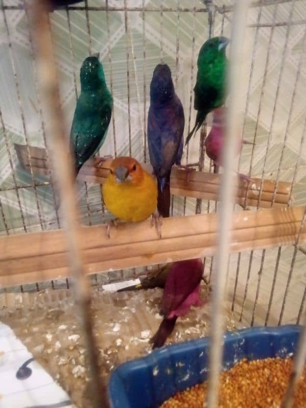 for sale finches 3