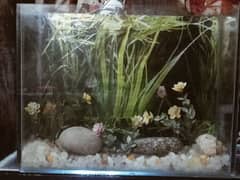 3 Aquarium For Sale Small Mideum And Bigg Size