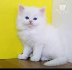 persian cat for sale 2 month age WhatsApp No 03267720525