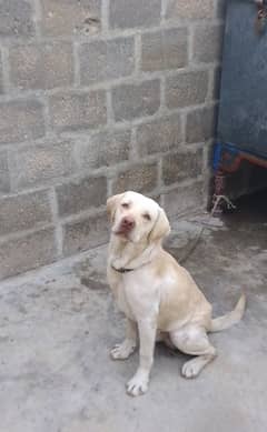 Labrador pair Whatsapp 03158126365