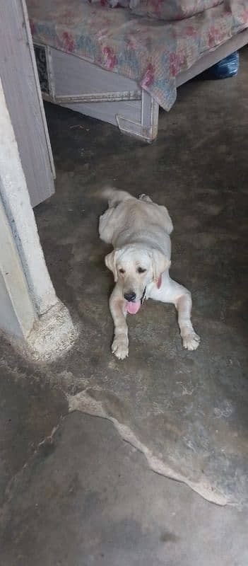 Labrador pair Whatsapp 03158126365 1