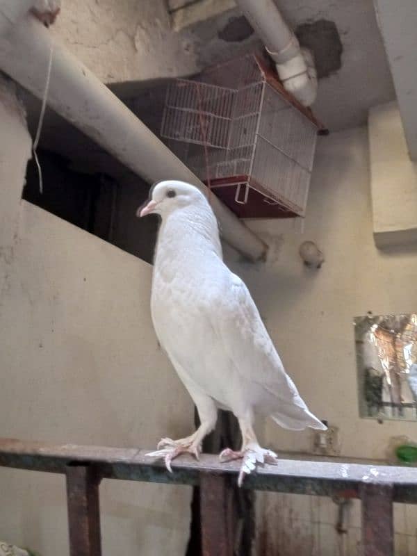 2 phattay sale ke leye hai - Pigeons - 1099263215