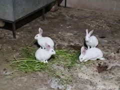 Rabbits for Sale