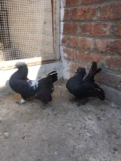 100 percent breeder pair for sale location Gujranwala eggs diya howa h