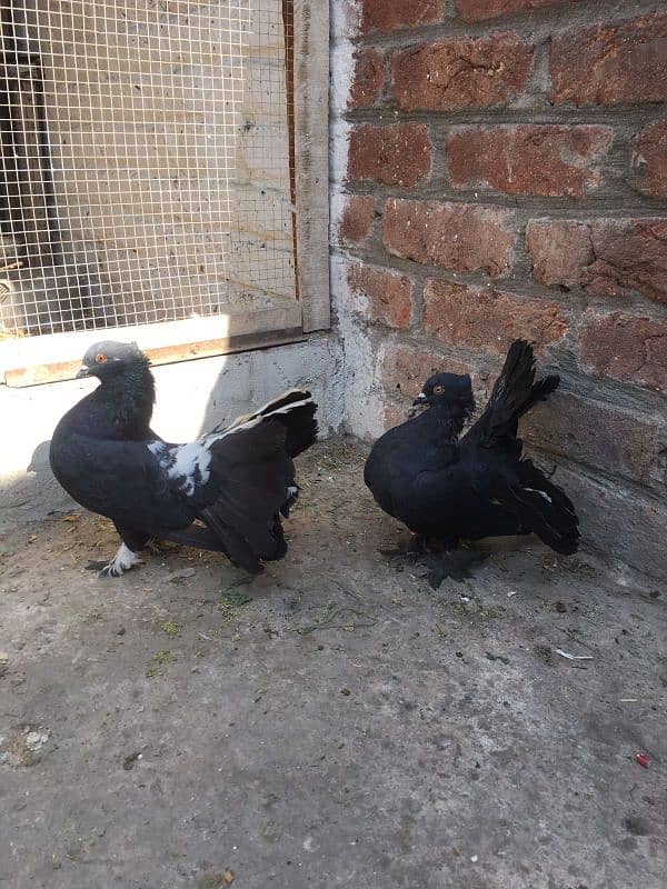 100 percent breeder pair for sale location Gujranwala eggs diya howa h 0