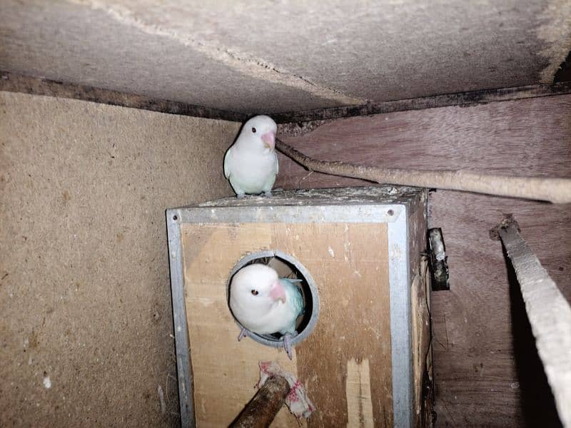 2 Albino love bird pair for sale 0