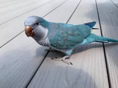 Blue Quaker Monk parrot