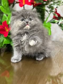 Persian Kitten | Punch Face | Triple Coated | Female | 03124188513 |