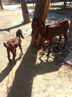 nagri goat age 13 month for sale 03044005004