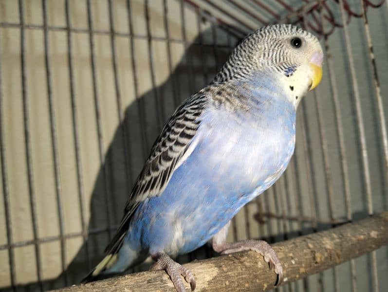 Stallion Parrots Healthy and Active 1