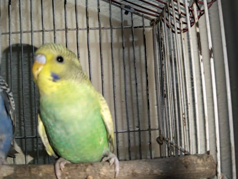 Stallion Parrots Healthy and Active 2