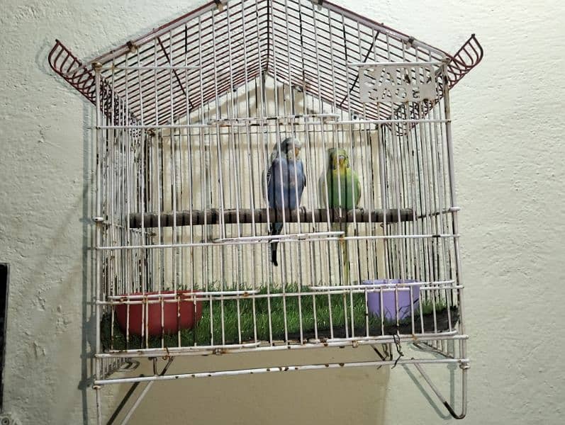 Stallion Parrots Healthy and Active 5