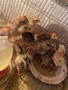 Mianwali Aseel Chicks