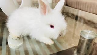 Pure English angora bunnies