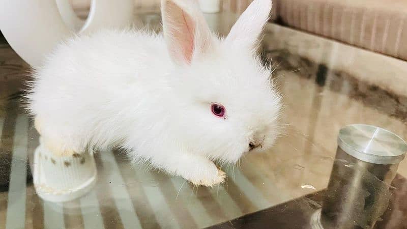 Pure English angora bunnies 0