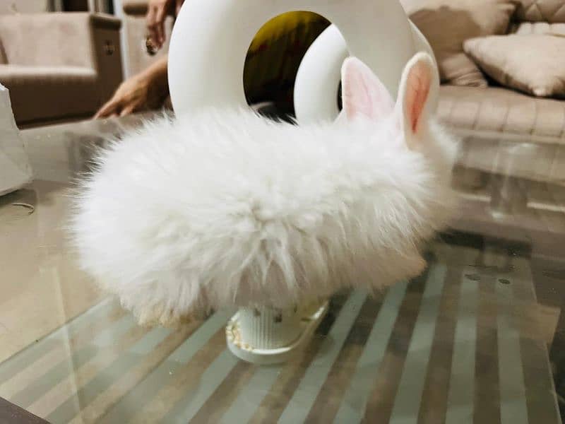 Pure English angora bunnies 1