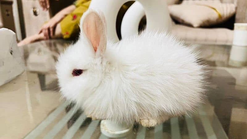 Pure English angora bunnies 2