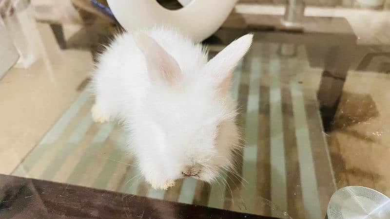 Pure English angora bunnies 3