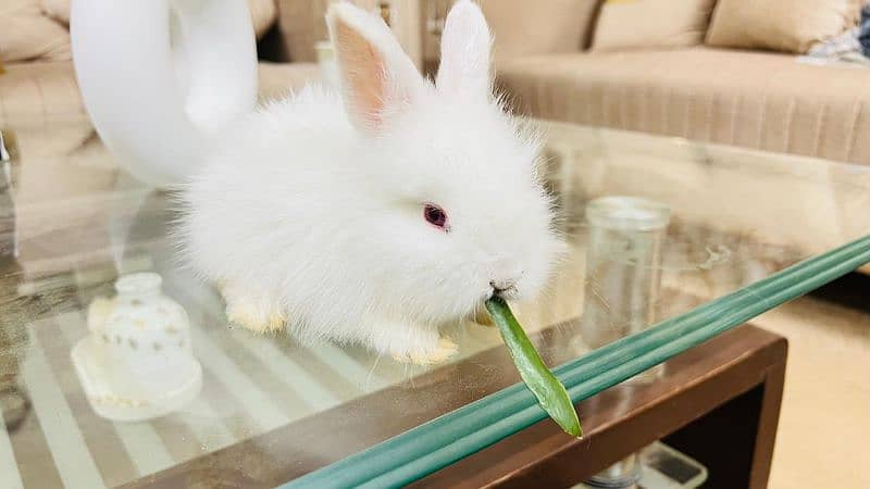 Pure English angora bunnies 4