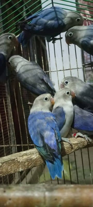 love birds Adult pair available for sale 0