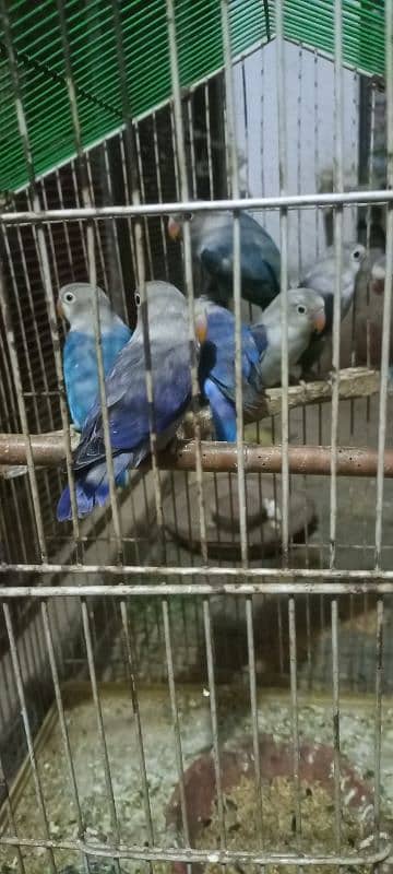 love birds Adult pair available for sale 1