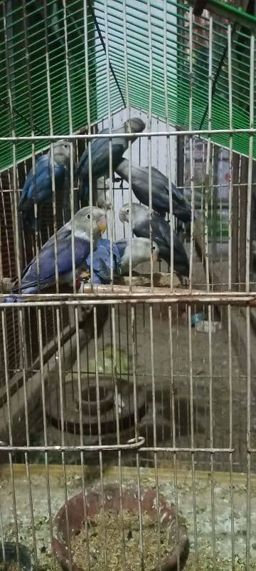 love birds Adult pair available for sale 2