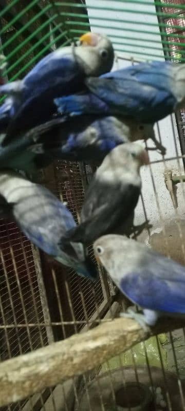 love birds Adult pair available for sale 4