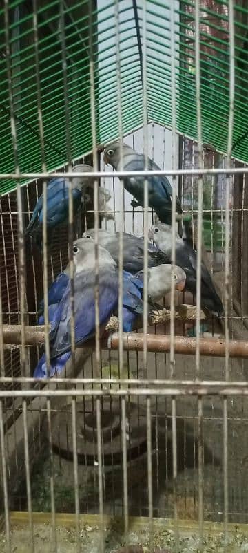 love birds Adult pair available for sale 6