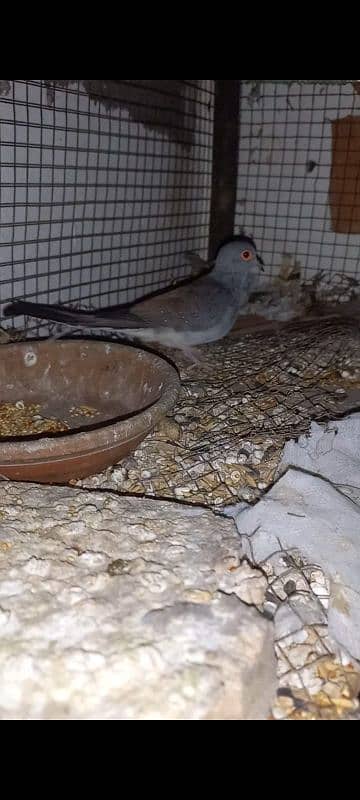 Diamond Dove 0