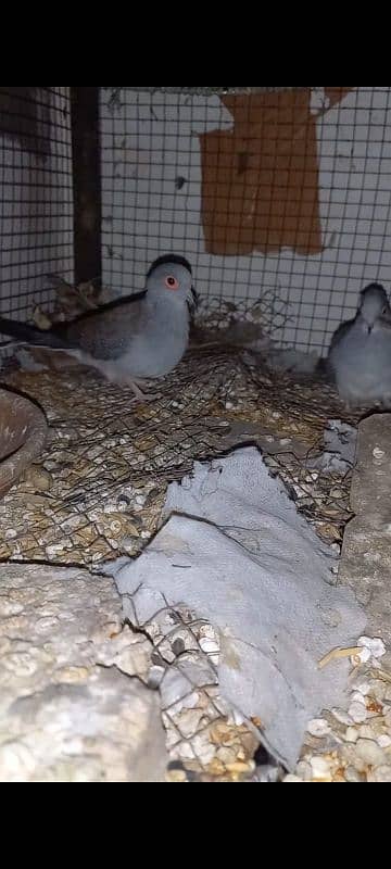 Diamond Dove 1