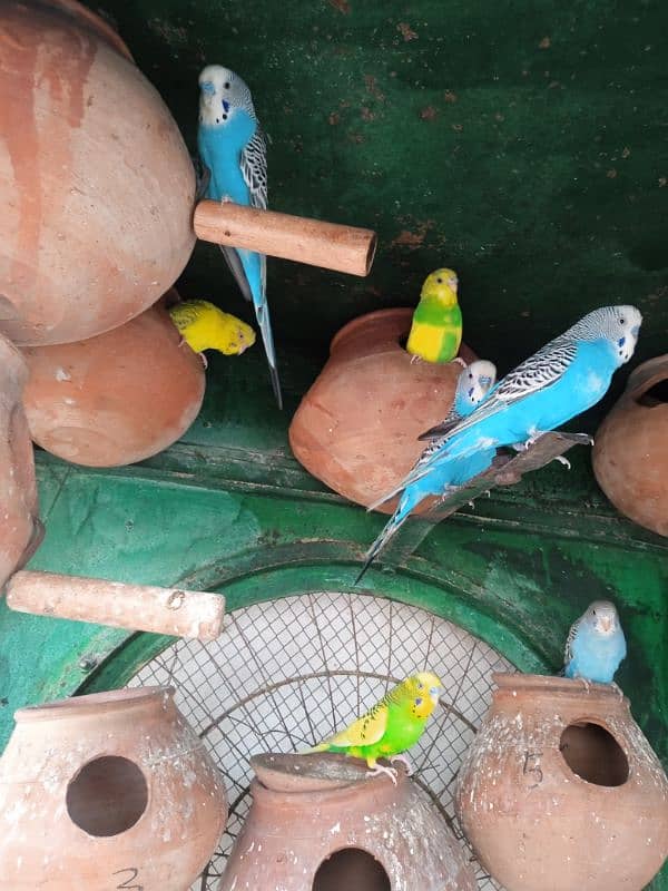 budge parrot for sale argent sale 1