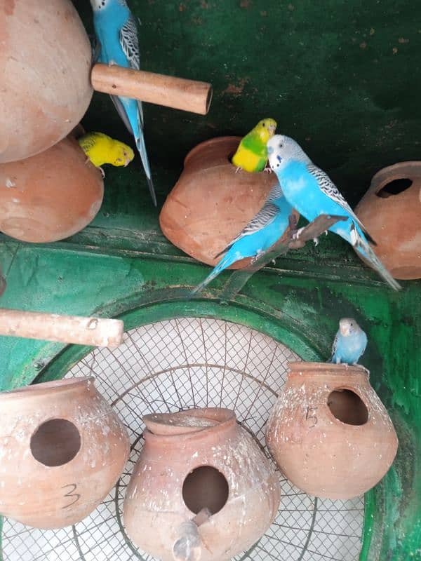 budge parrot for sale argent sale 2