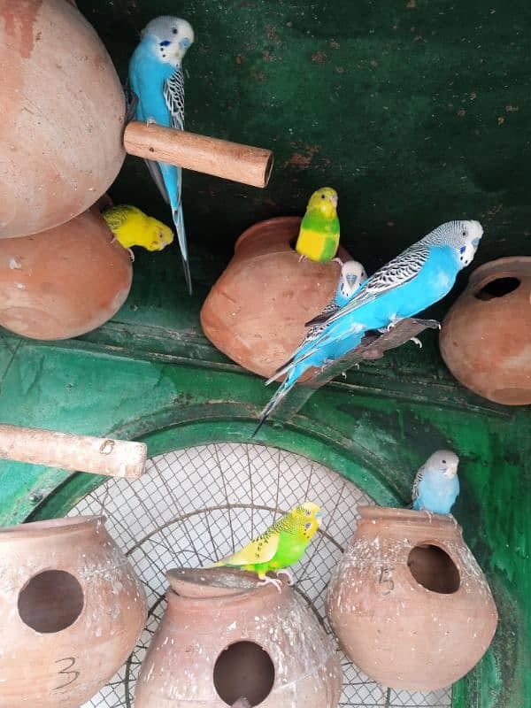 budge parrot for sale argent sale 4