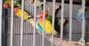 lovebird pair low price