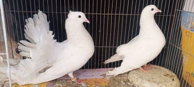 Laka Kabootar (English Fantail)