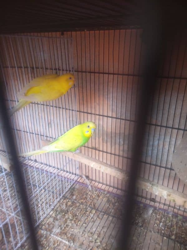 hogoromo under size koman budgies 4