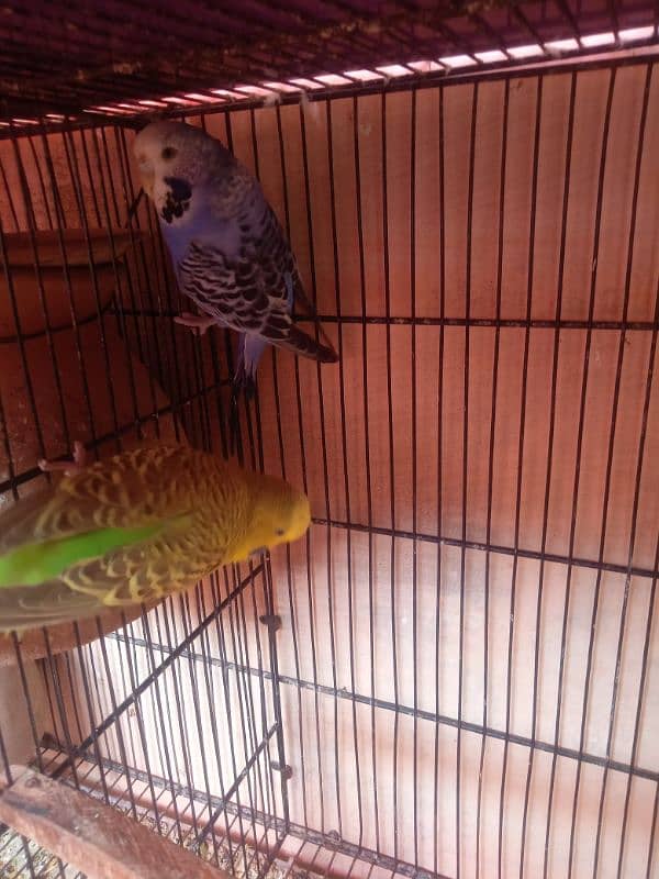 hogoromo under size koman budgies 8